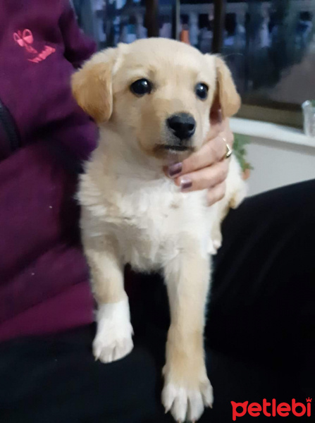 Golden Retriever, Köpek  masum fotoğrafı