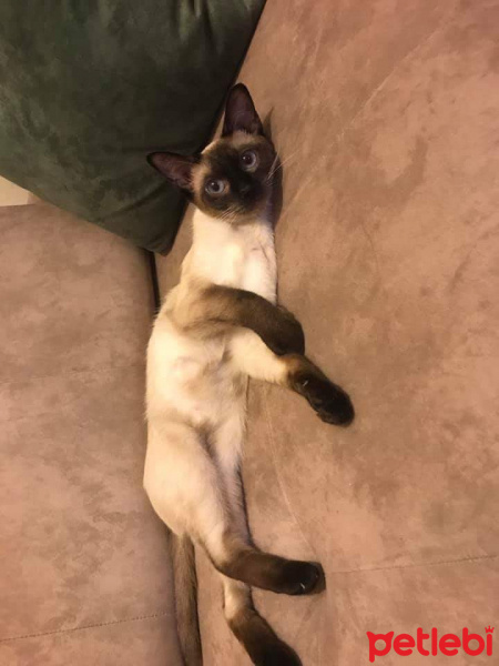 Siyam Kedisi, Kedi  mavim fotoğrafı