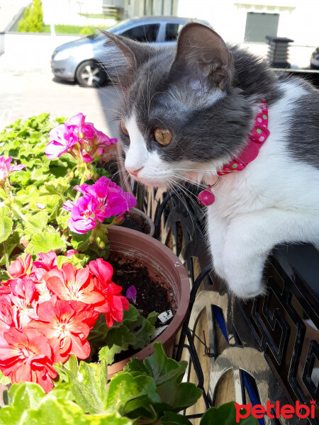 Soke, Kedi  Yumoş fotoğrafı