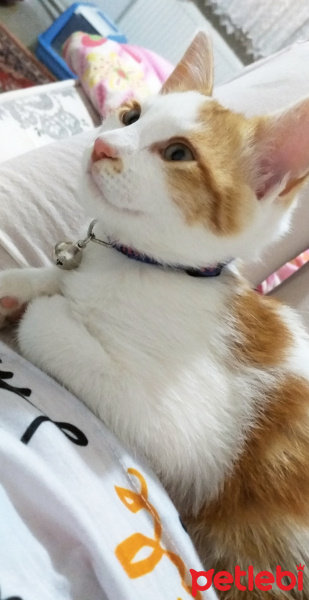 Sarman, Kedi  Miya fotoğrafı