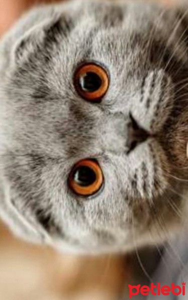 British Shorthair, Kedi  Rüzgâr fotoğrafı