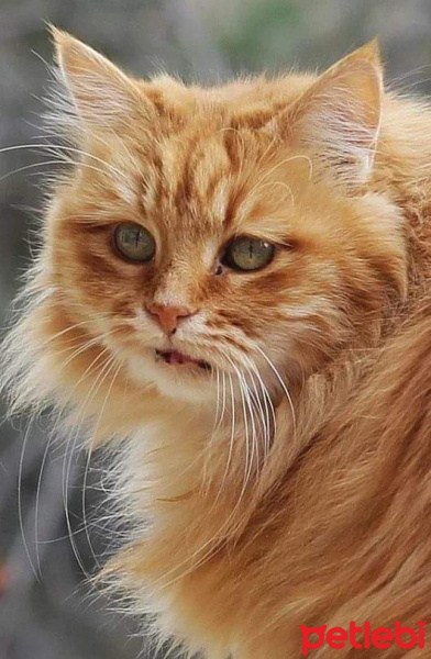 Sarman, Kedi  sarman fotoğrafı