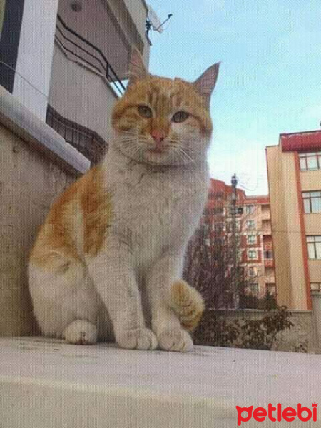 Tekir Kedi, Kedi  mırmır fotoğrafı