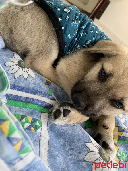 Sokö (Sokak Köpeği), Köpek  Bulut fotoğrafı