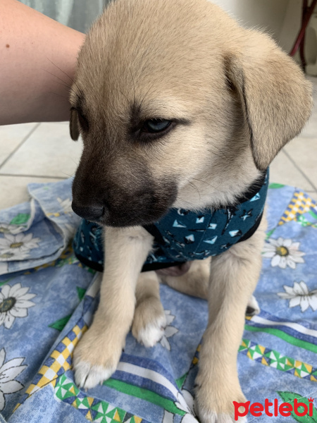 Sokö (Sokak Köpeği), Köpek  Bulut fotoğrafı