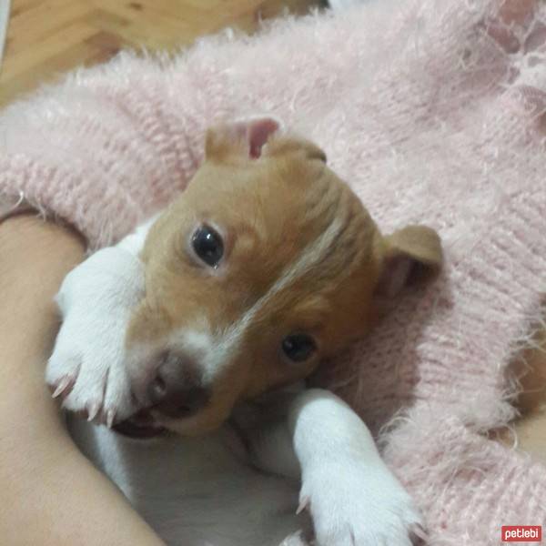 Jack Russell Terrier, Köpek  U fotoğrafı