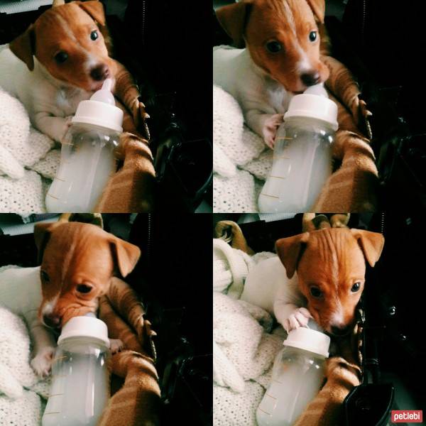 Jack Russell Terrier, Köpek  U fotoğrafı