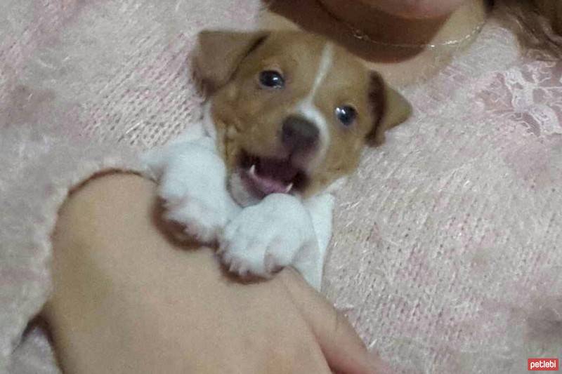 Jack Russell Terrier, Köpek  U fotoğrafı