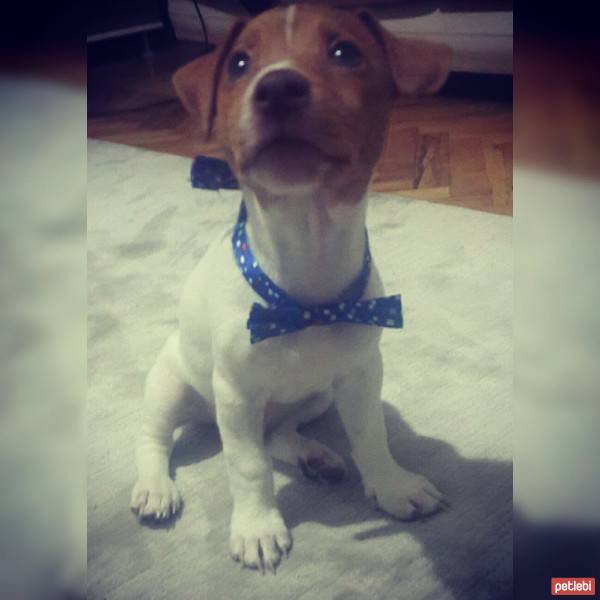 Jack Russell Terrier, Köpek  U fotoğrafı