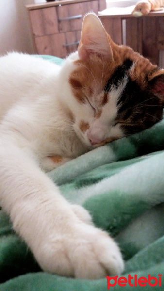 Tekir Kedi, Kedi  Sofi fotoğrafı