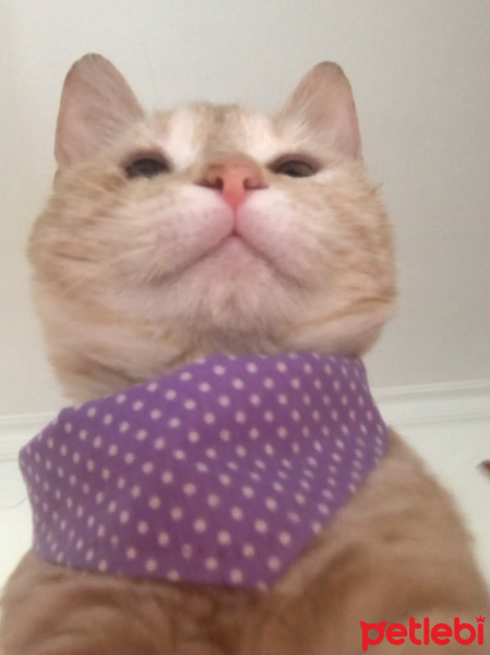 Tekir Kedi, Kedi  Şeftali fotoğrafı