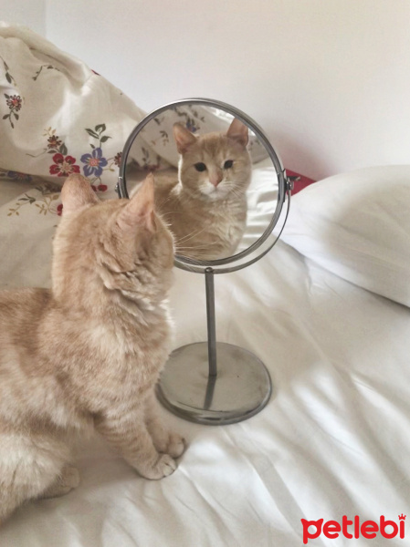 Tekir Kedi, Kedi  Şeftali fotoğrafı