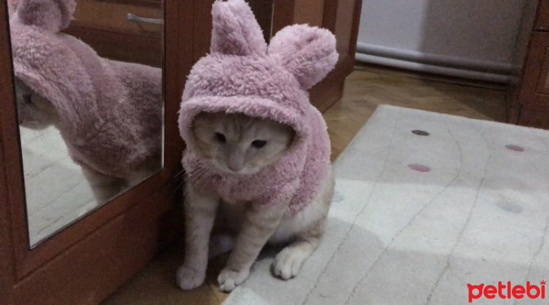 Tekir Kedi, Kedi  Şeftali fotoğrafı