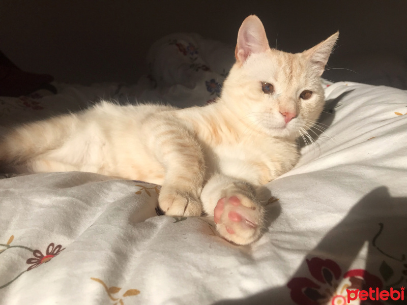 Tekir Kedi, Kedi  Şeftali fotoğrafı