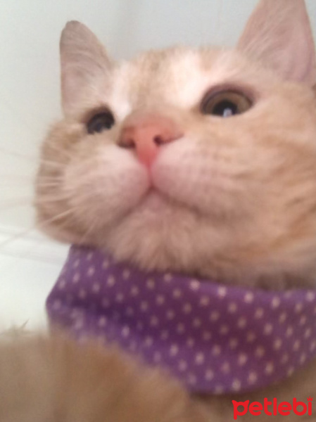 Tekir Kedi, Kedi  Şeftali fotoğrafı