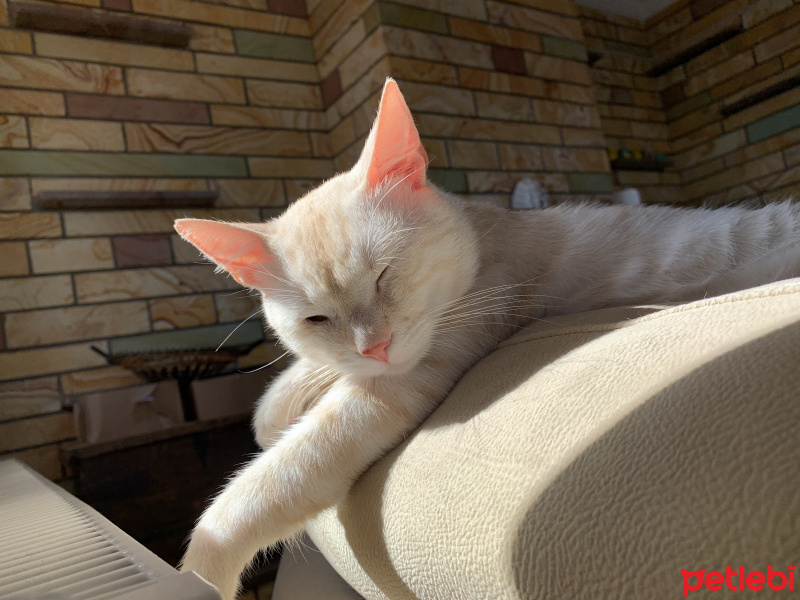 Tekir Kedi, Kedi  Şeftali fotoğrafı