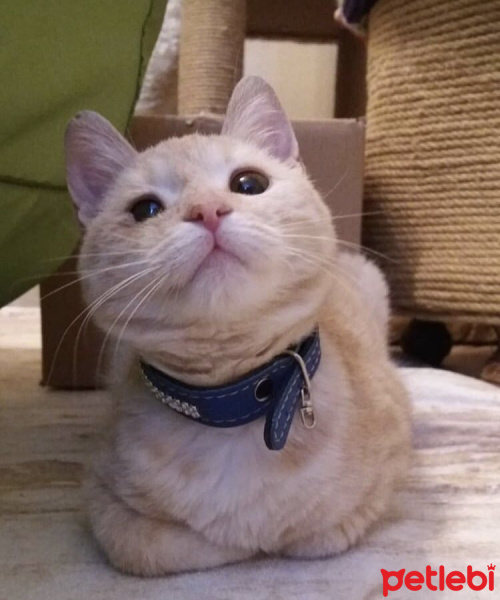 Tekir Kedi, Kedi  Şeftali fotoğrafı