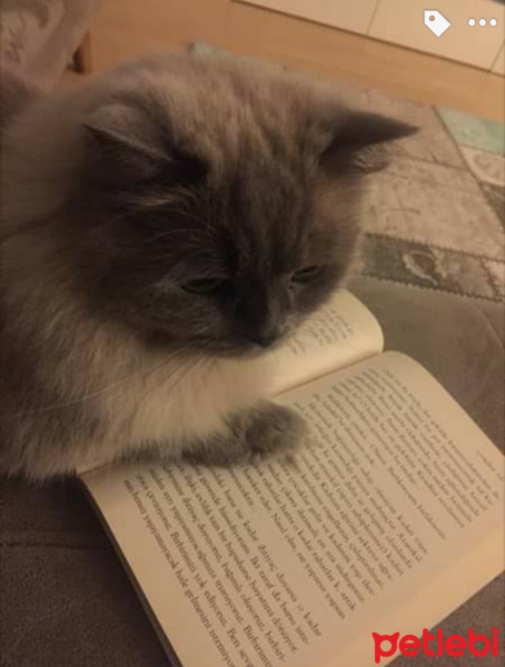 Himalayan, Kedi  miya fotoğrafı