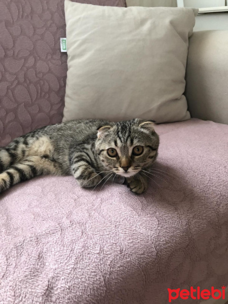 Scottish Fold, Kedi  HUZUR fotoğrafı