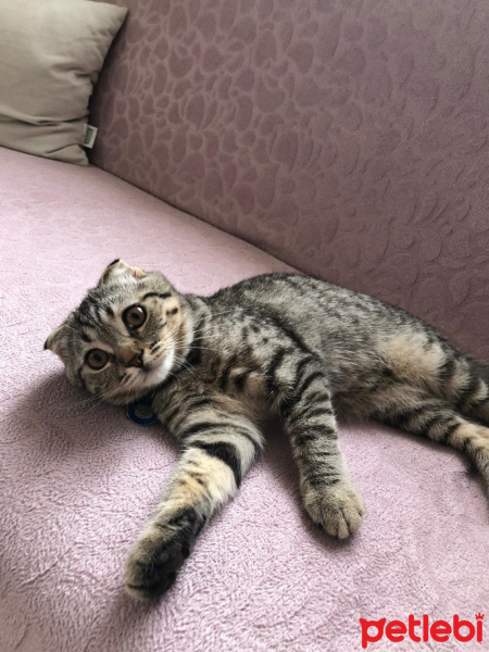 Scottish Fold, Kedi  HUZUR fotoğrafı