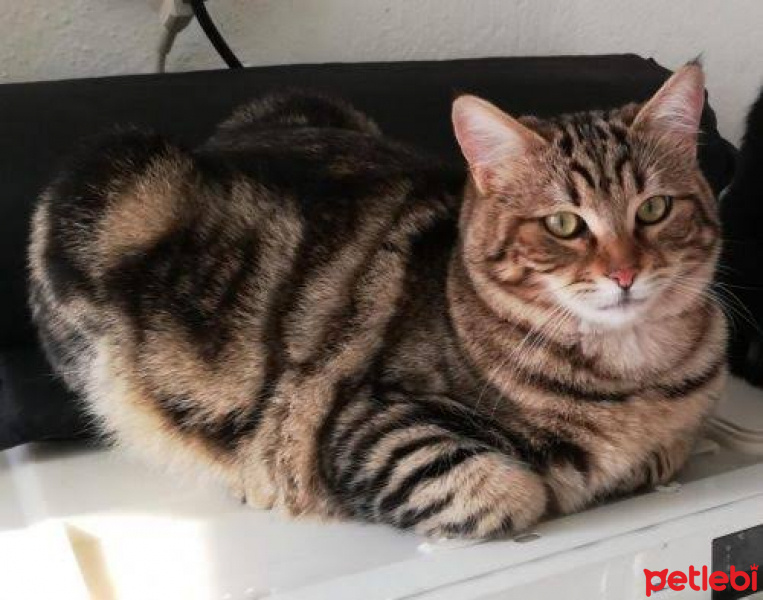 Tekir Kedi, Kedi  mırmır fotoğrafı