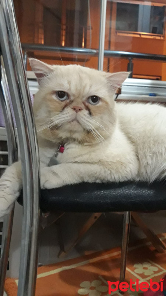 British Shorthair, Kedi  Neco fotoğrafı