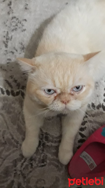 British Shorthair, Kedi  Neco fotoğrafı