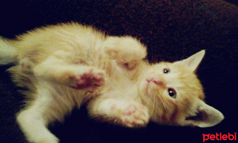 Sarman, Kedi  sarışın fotoğrafı