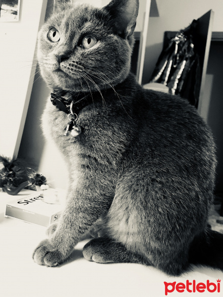 British Shorthair, Kedi  lalin fotoğrafı