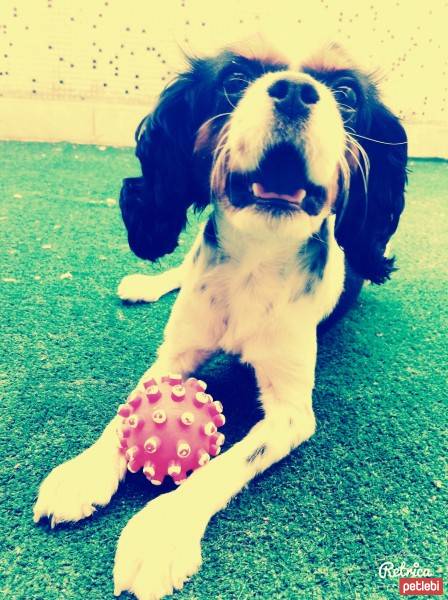 Cavalier King Charles Spanieli, Köpek  Maya fotoğrafı