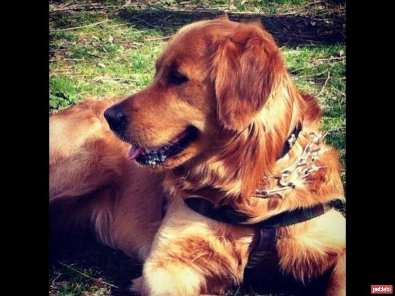 Golden Retriever, Köpek  Paşa fotoğrafı