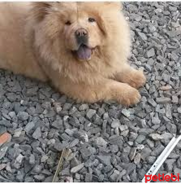 Chow Chow (çin Aslanı), Köpek  tüylü fotoğrafı
