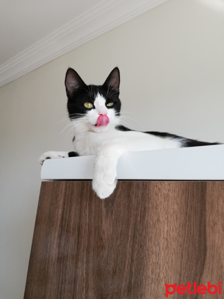 Tekir Kedi, Kedi  Boncuk fotoğrafı