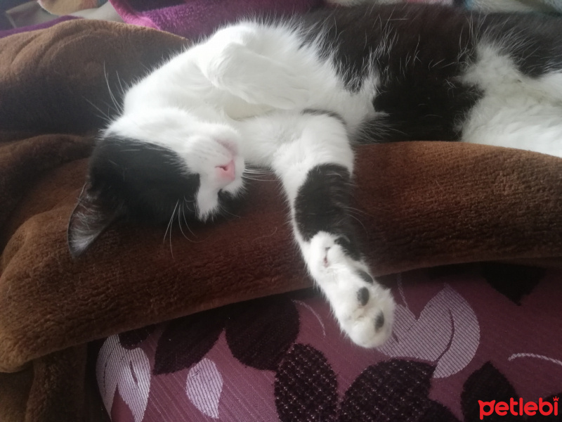 Tekir Kedi, Kedi  Boncuk fotoğrafı