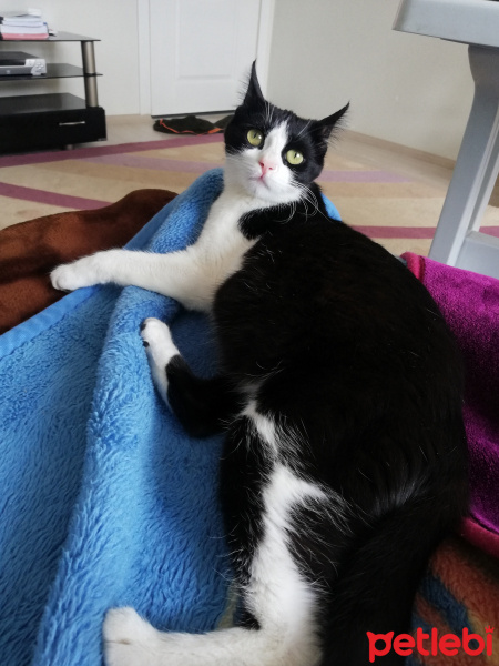 Tekir Kedi, Kedi  Boncuk fotoğrafı