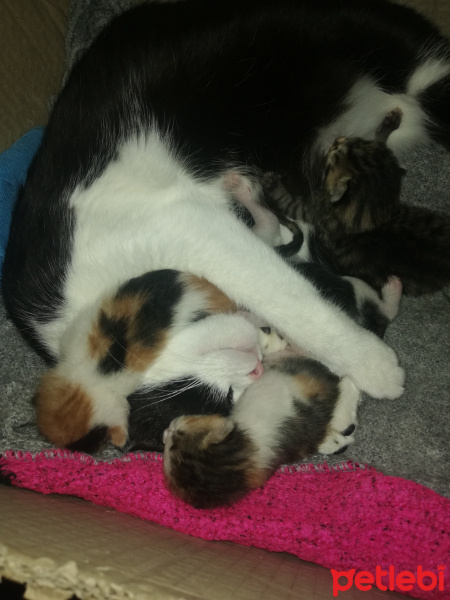 Tekir Kedi, Kedi  Boncuk fotoğrafı