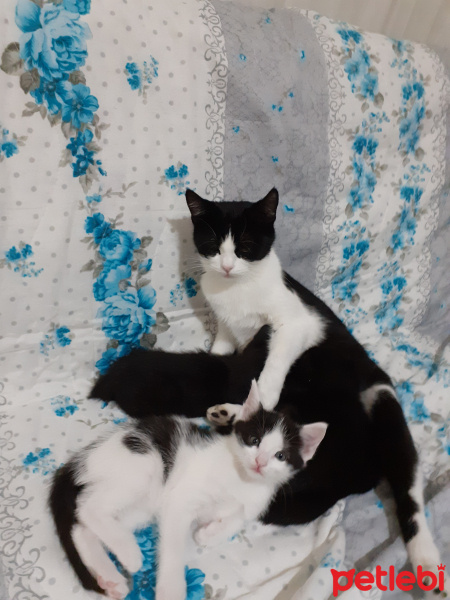Tekir Kedi, Kedi  Boncuk fotoğrafı