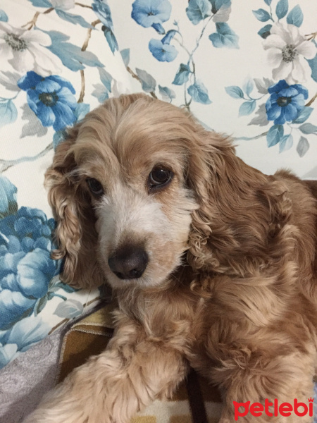 İngiliz Cocker Spaniel, Köpek  Hayal fotoğrafı