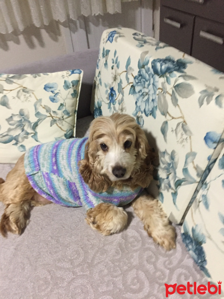 İngiliz Cocker Spaniel, Köpek  Hayal fotoğrafı