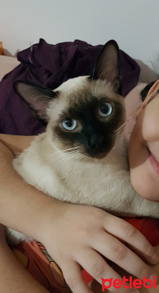 Siyam Kedisi, Kedi  TARCIN fotoğrafı