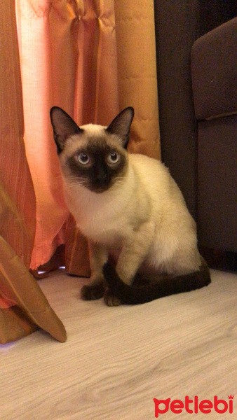 Siyam Kedisi, Kedi  TARCIN fotoğrafı