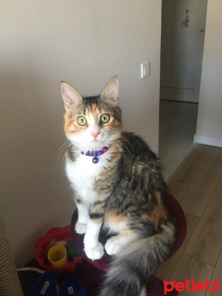 Tekir Kedi, Kedi  Badem fotoğrafı