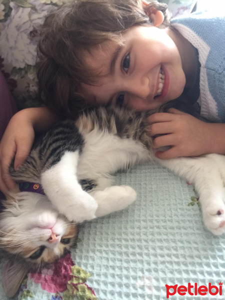 Tekir Kedi, Kedi  Badem fotoğrafı