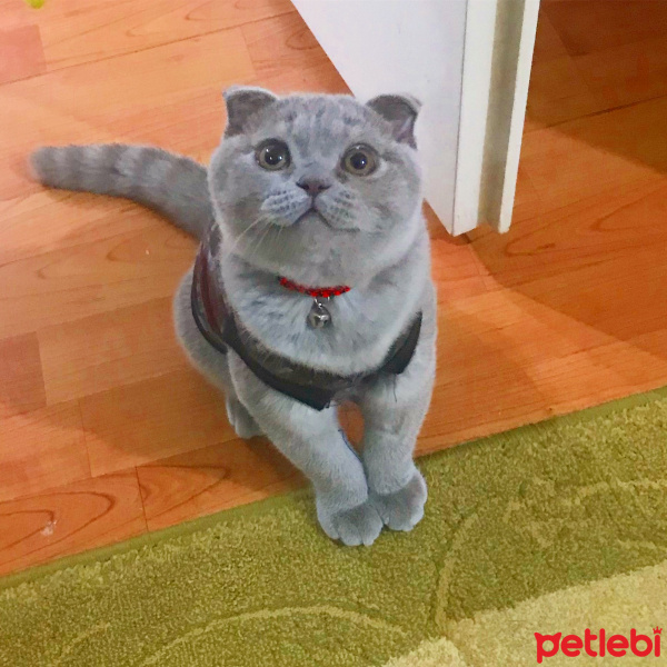 Scottish Fold, Kedi  Achilleus fotoğrafı
