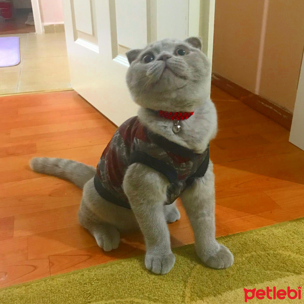 Scottish Fold, Kedi  Achilleus fotoğrafı