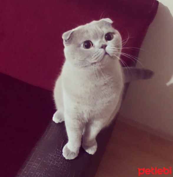 Scottish Fold, Kedi  Achilleus fotoğrafı