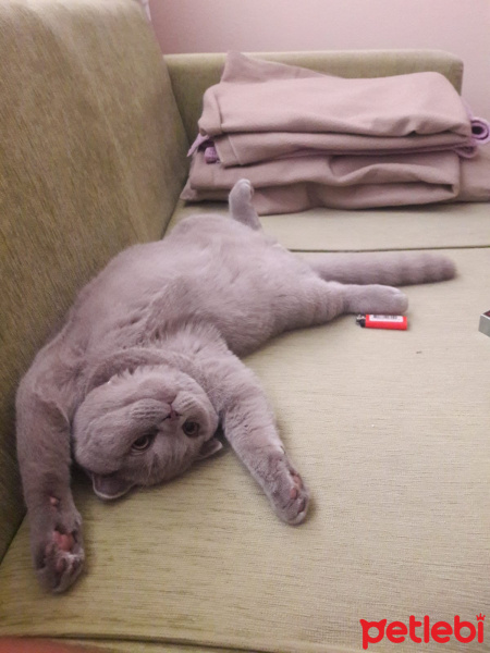 Scottish Fold, Kedi  Achilleus fotoğrafı