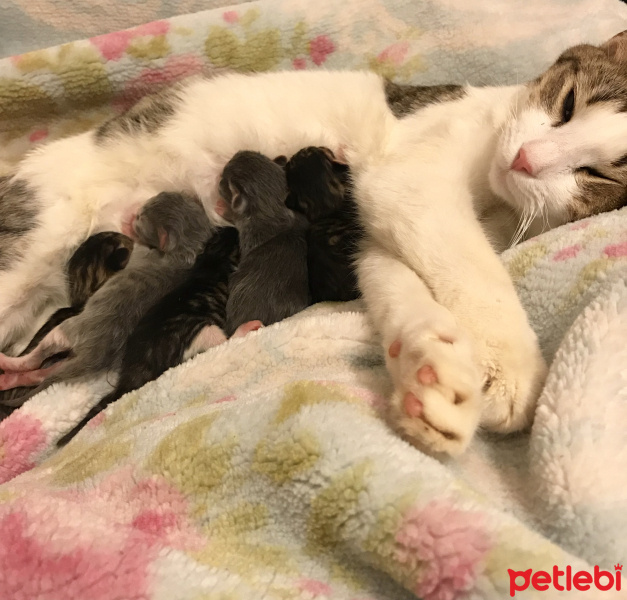 Tekir Kedi, Kedi  Jeniffer fotoğrafı