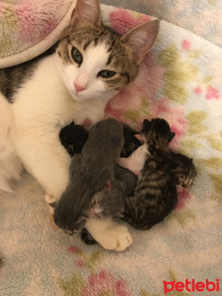 Tekir Kedi, Kedi  Jeniffer fotoğrafı
