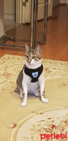 Tekir Kedi, Kedi  Bahri fotoğrafı